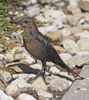 Great tailed Grackle